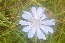 Weltweite Gebetsmeditation zur Öffnung von Herz und Verstand mit Bettina Bauch