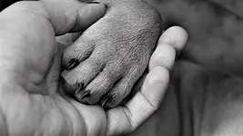 Ganzheitliche Krebstherapie in der Tierheilkunde mit Marilyn Harzer