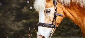 Klangschalen-Seminar für Pferde Modul 2 Körperarbeit & Massagen mit Peggy Schädlich