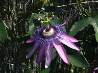 Ausbildungsbeginn Bachblüten – Heilen mit den Blütenessenzen nach Dr. Bach (4 Tage) mit Miriam Gudrun Sieber