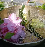 Klangreise Brennnessel mit Ines & Michael Klepsch